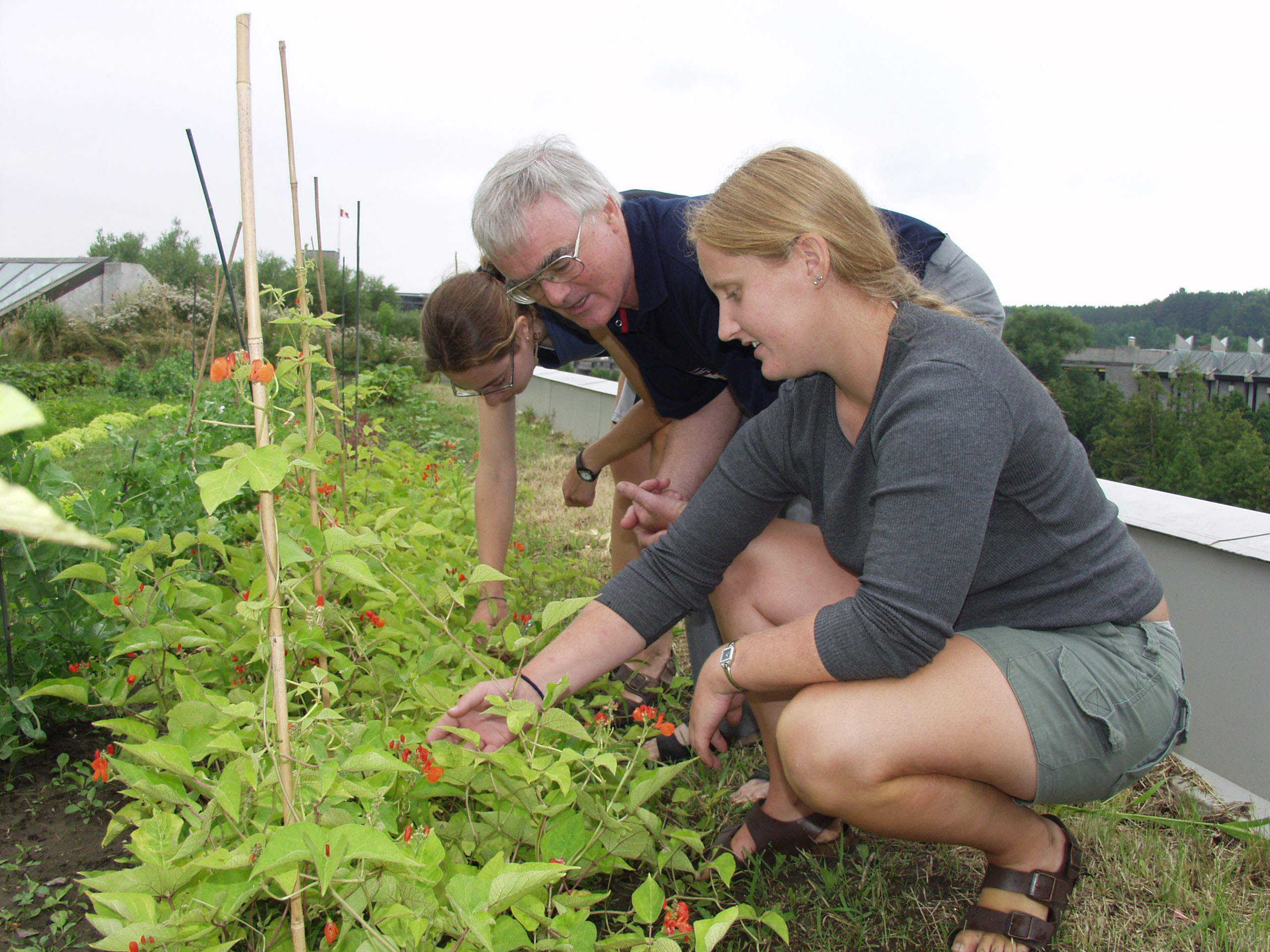 Trent Vegetable Gardens